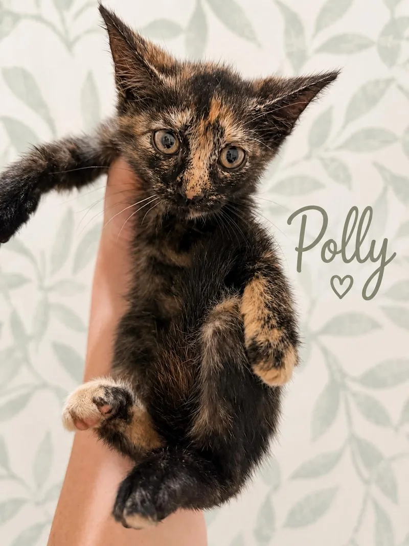 A baby small-sized female Tortoiseshell American Shorthair cat named Polly for adoption in Paulina, LA