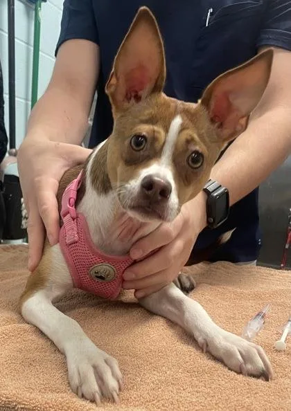 Rosie