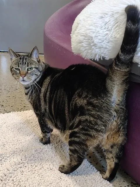 An adult medium-sized male Domestic Short Hair cat named Pj for adoption in Leesburg, VA