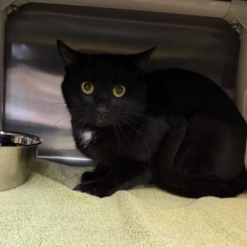 An adult medium-sized male Black Domestic Short Hair cat named Parker for adoption in Indianapolis, IN