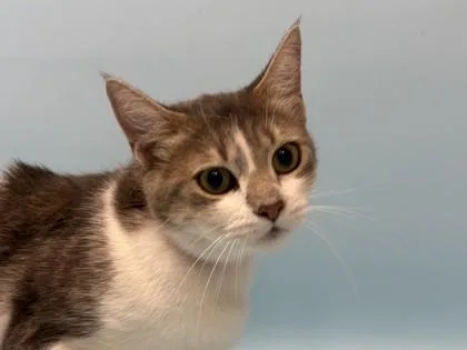 An adult small-sized female Domestic Short Hair cat named Meow Meow for adoption in Coon Rapids, MN