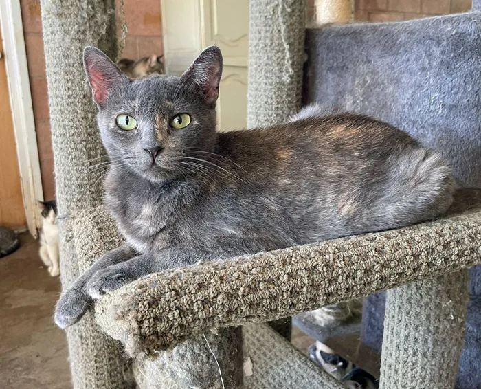 A young medium-sized female Dilute Tortoiseshell cat named Angel for adoption in Palo Cedro, CA