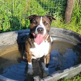 An adult large-sized male Brown / Chocolate Mixed Breed dog named Cave Bear for adoption in Davenport, IA