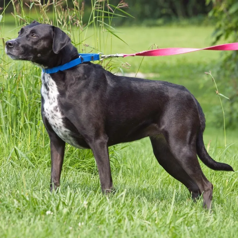An adult small-sized female Black Labrador Retriever dog named Lulu for adoption in South Elgin, IL