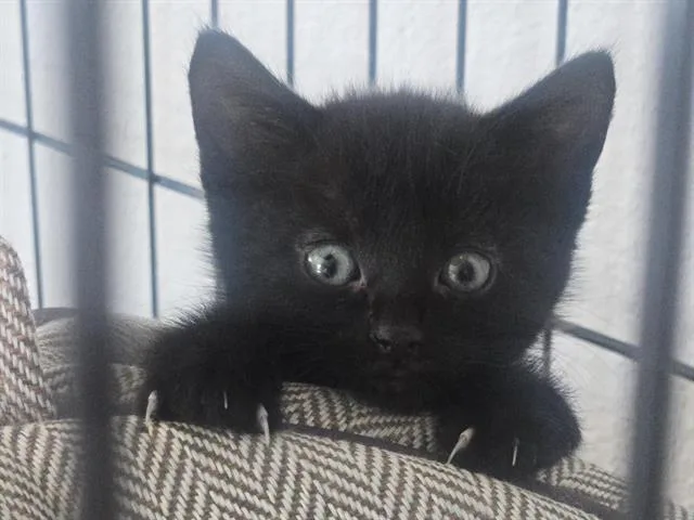 A baby small-sized female Domestic Short Hair cat named Ronda Rousey for adoption in Auburn, CA