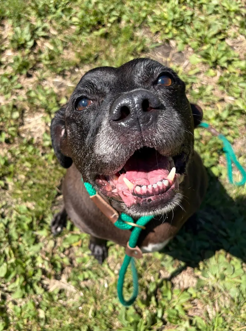 A senior medium-sized male Black Pit Bull Terrier dog named Leo for adoption in Chicago, IL