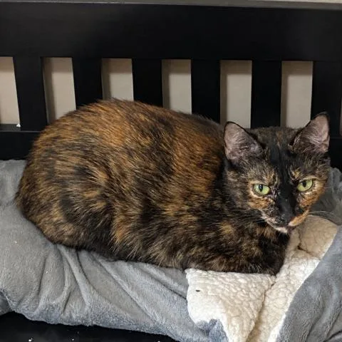 An adult medium-sized female Tortoiseshell Domestic Short Hair cat named Rosey for adoption in Delaware, OH