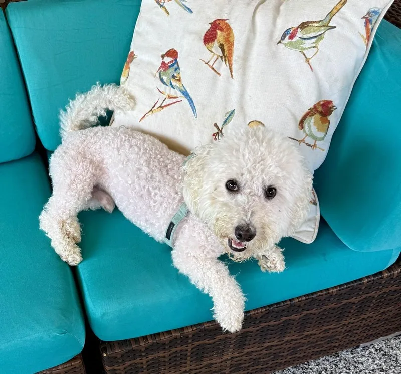 A young medium-sized male White / Cream Poodle dog named Briar for adoption in Shawnee, OK
