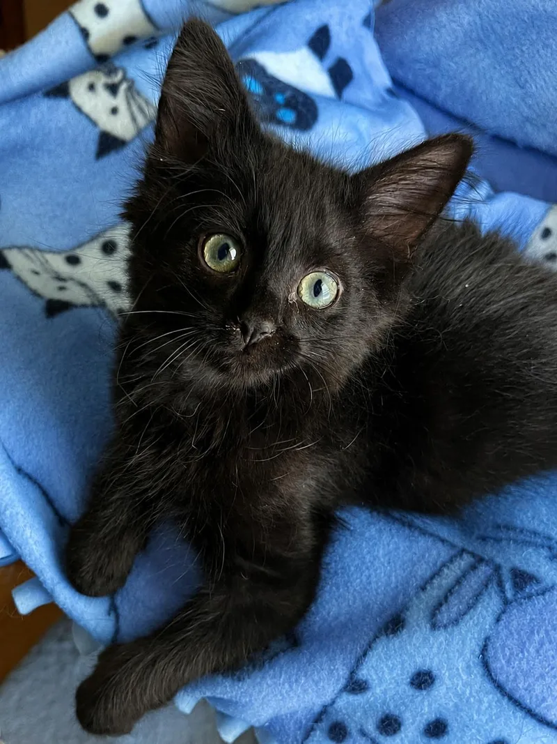 A baby small-sized male Black Domestic Long Hair cat named Iko for adoption in Belvidere, IL