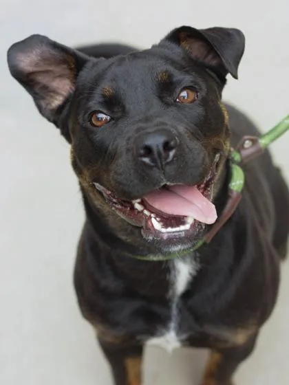 An adult medium-sized female Mixed Breed dog named Osmo for adoption in Chamblee, GA