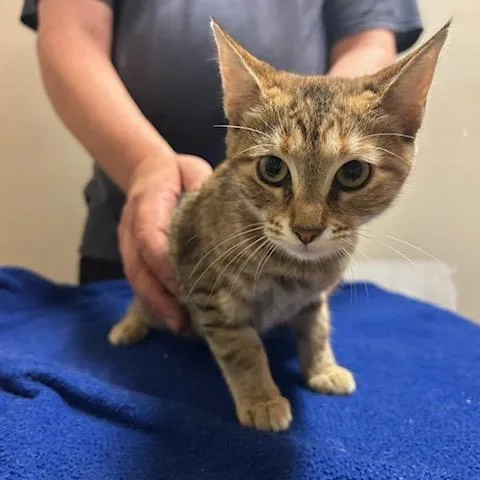 A baby small-sized female Domestic Short Hair cat named Moon for adoption in Knoxville, TN