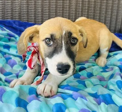A baby medium-sized female Pit Bull Terrier dog named Amethyst $ for adoption in Seneca, SC