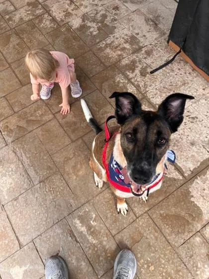 An adult medium-sized male Mixed Breed dog named Steven for adoption in El Paso, TX