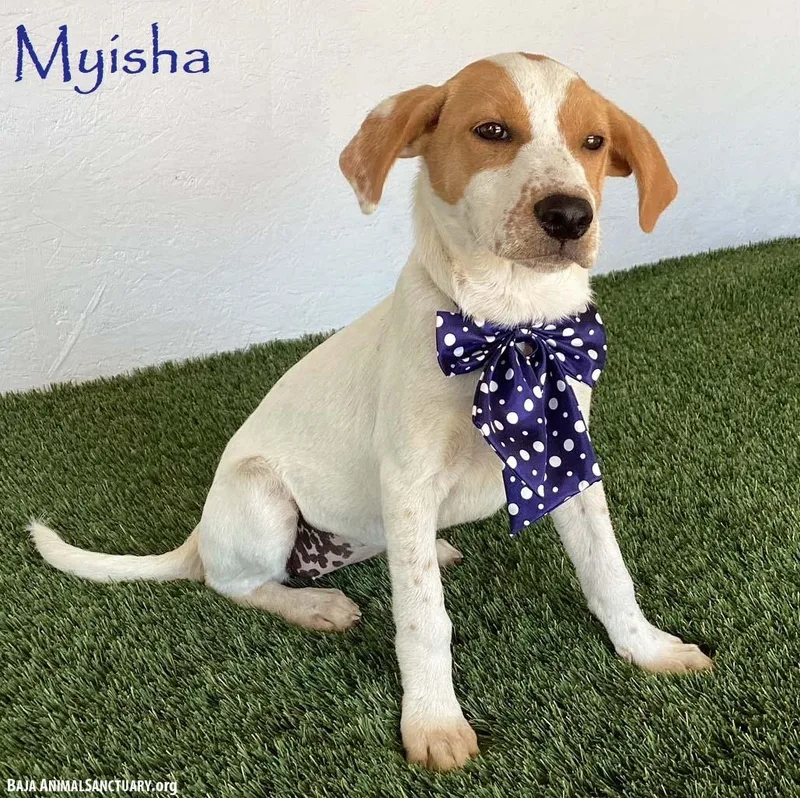 Myisha