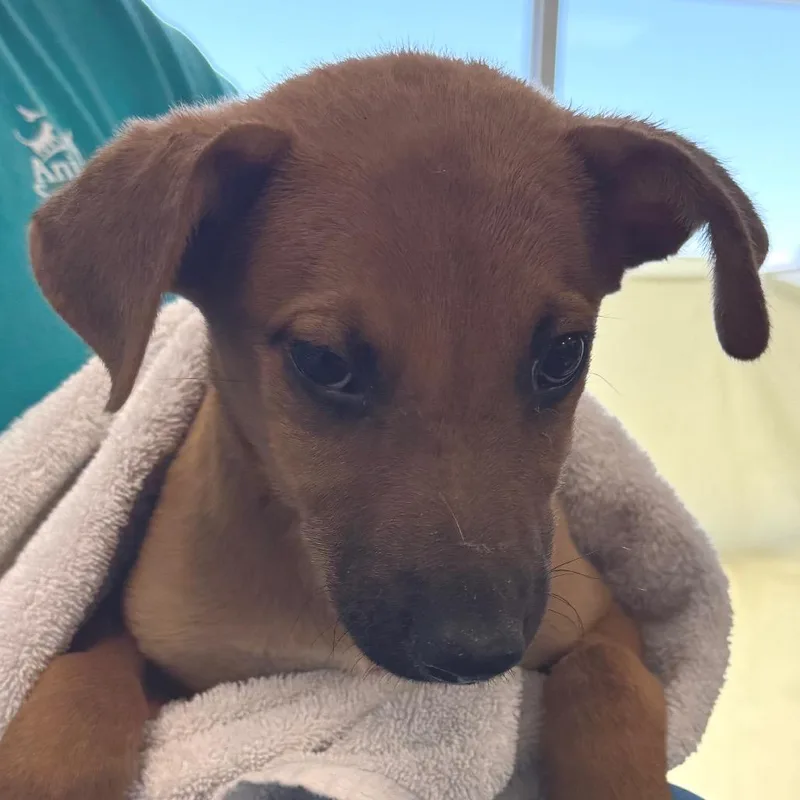 A baby small-sized male Black Mixed Breed dog named Scar for adoption in Las Cruces, NM