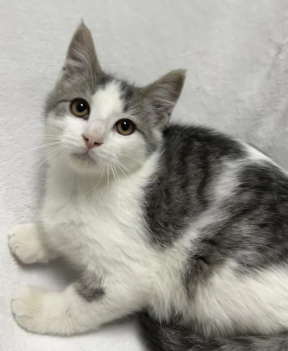 A young medium-sized male Gray & White Domestic Short Hair cat named Ginger Spice for adoption in Jackson, MI