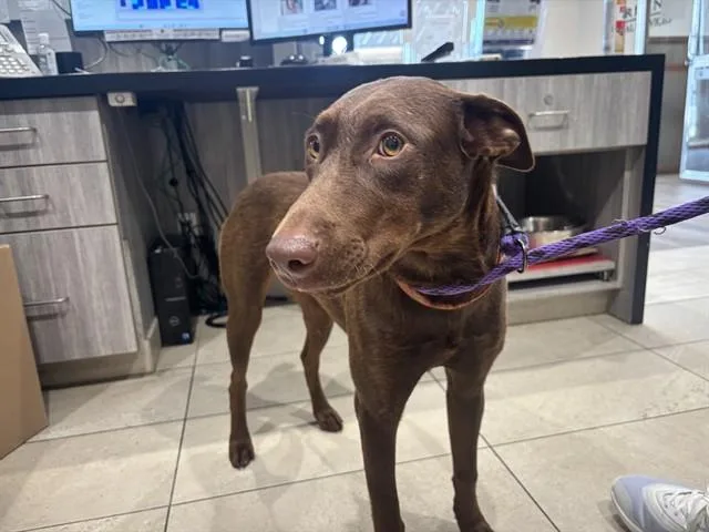 A young large-sized female Labrador Retriever dog named Choccy for adoption in Garland, TX