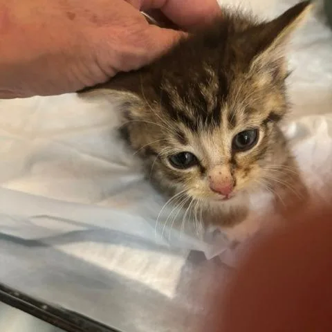 A baby small-sized male Brown / Chocolate Domestic Short Hair cat named Scooter for adoption in Gordonsville, TN