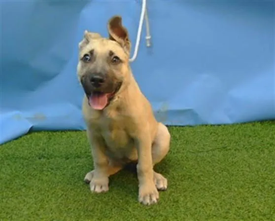 A baby medium-sized female Pit Bull Terrier dog named Lady Gaga for adoption in Gardena, CA