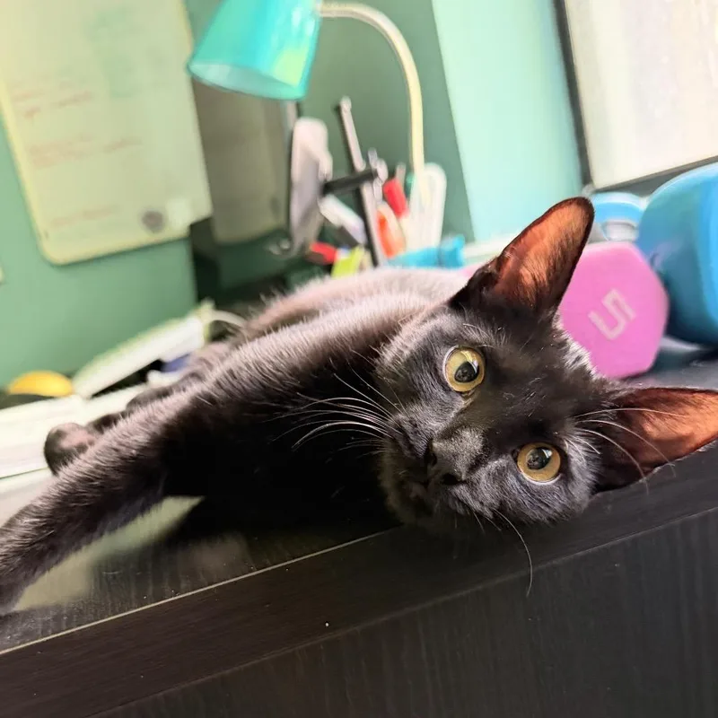 A young medium-sized female Black Domestic Short Hair cat named Jaci for adoption in Hamburg, NY