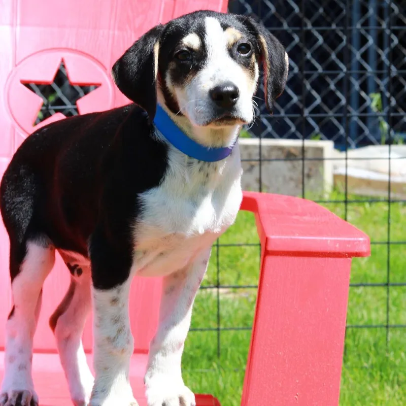 A baby medium-sized male Black Hound dog named Ct Cash for adoption in Stormville, NY