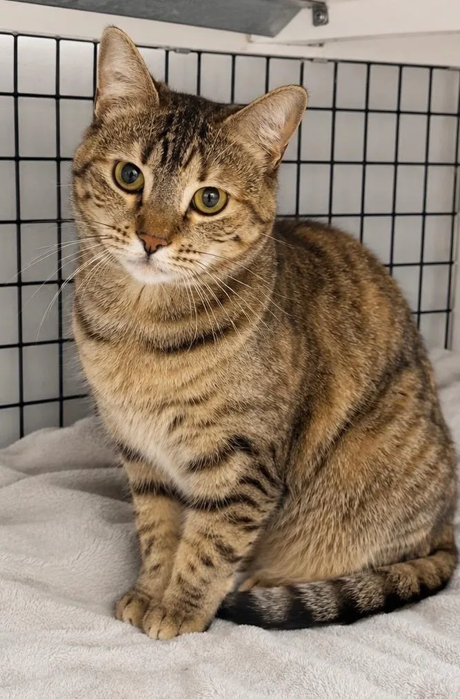 A young large-sized female Domestic Short Hair cat named Hayat for adoption in Ewing, NJ