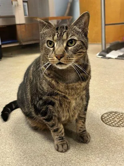 An adult medium-sized male Domestic Short Hair cat named Aj for adoption in Palm Coast, FL