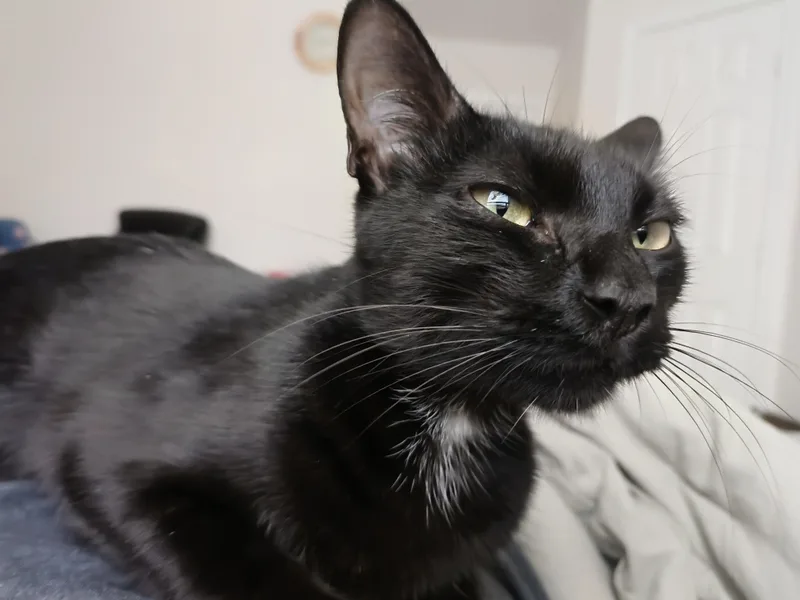 Stella thumbnail 2