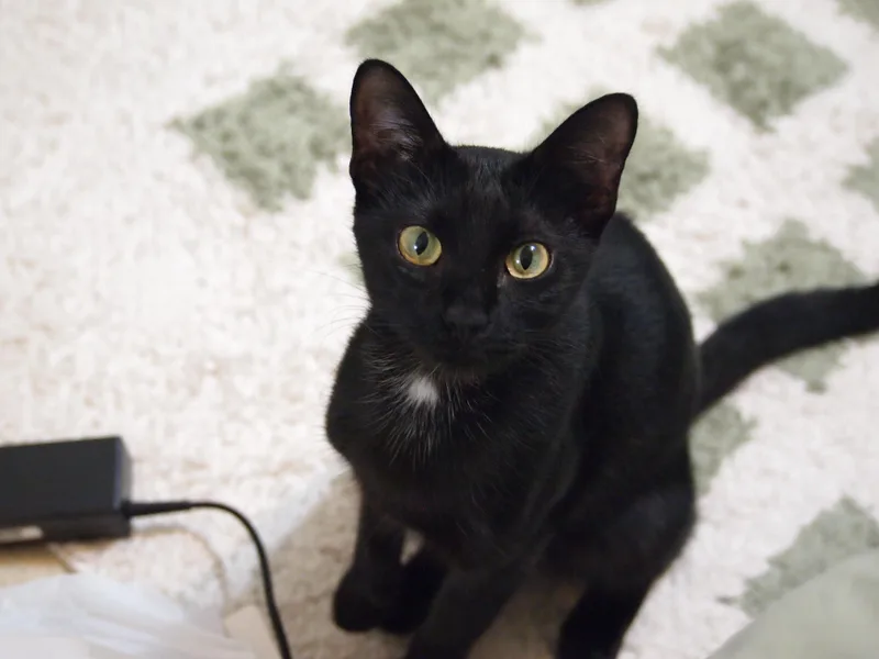 Stella thumbnail 3