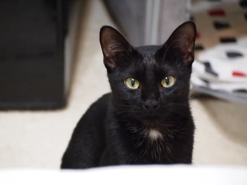 Stella thumbnail 5