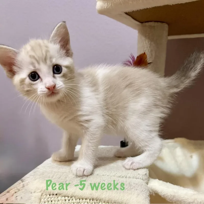 Pear