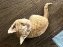 A baby small-sized female Tabby (Orange / Red) Domestic Short Hair cat named Marigold for adoption in Hawthorne, NJ