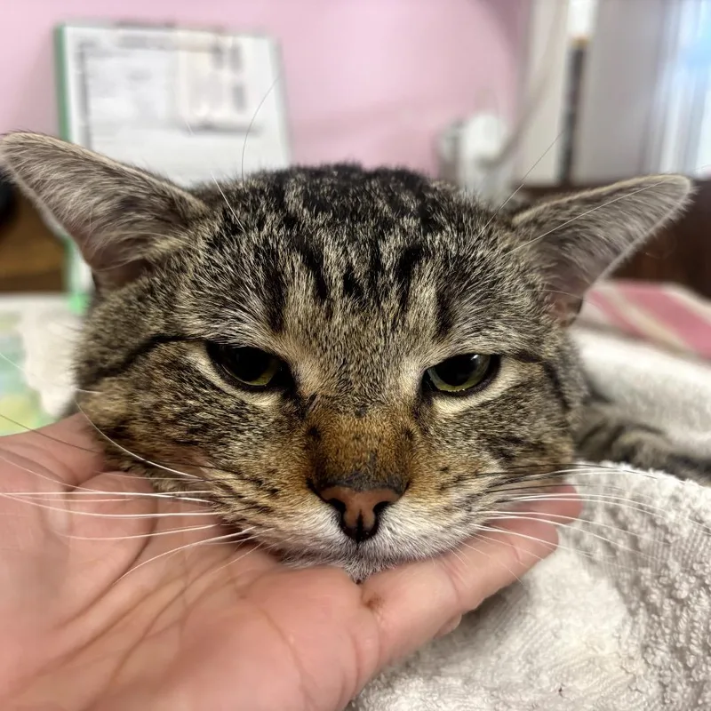An adult large-sized male Brown / Chocolate Domestic Short Hair cat named Archie for adoption in Garfield, AR