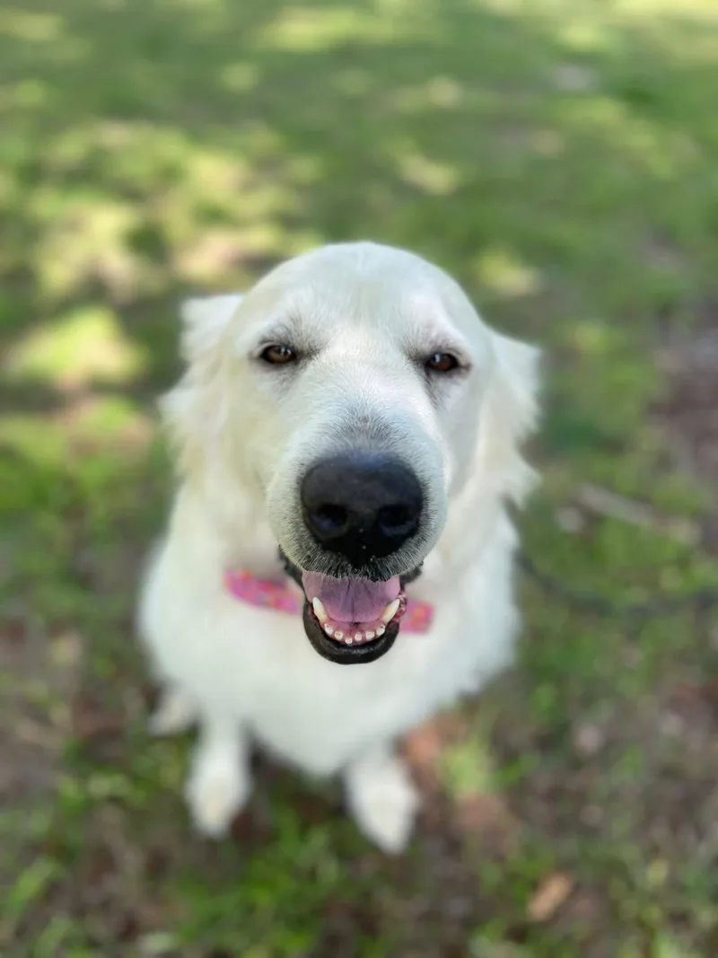 An adult large-sized female Great Pyrenees dog named Opal for adoption in University Place, WA