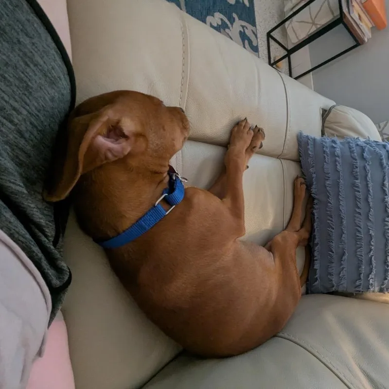 A baby small-sized male Brown / Chocolate Chihuahua dog named Buddy for adoption in Seminole, FL