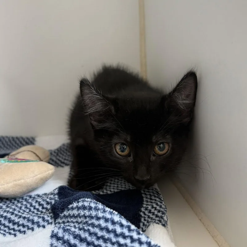 A baby small-sized female Black Domestic Short Hair cat named Olive for adoption in Oakland, CA
