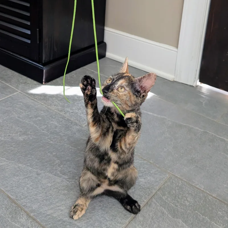 A baby small-sized female Tortoiseshell Domestic Short Hair cat named St. Clare for adoption in Richmond, VA