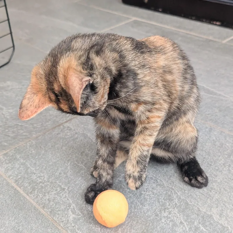 St. Clare thumbnail 4