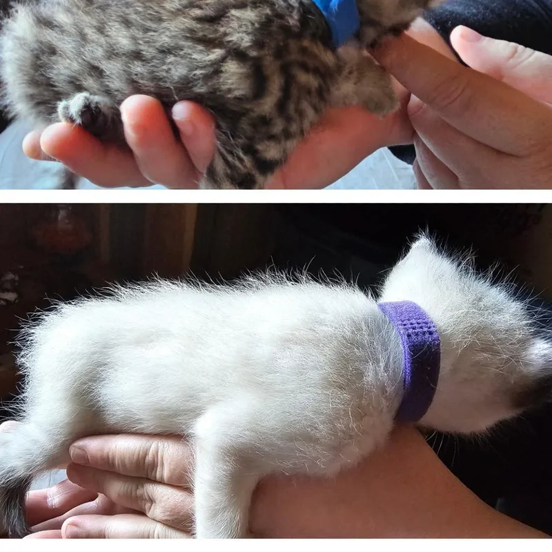 A baby small-sized female White Domestic Short Hair cat named BKKanta purple collar for adoption in Coos Bay, OR