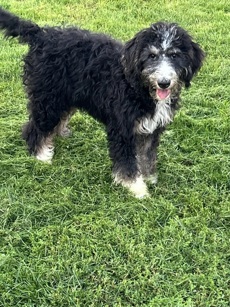 A baby large-sized female Tricolor (Brown, Black, & White) Bernedoodle dog named Norma. for adoption in Antwerp, OH
