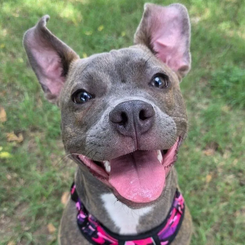 An adult medium-sized female Gray / Blue / Silver Staffordshire Bull Terrier dog named Bitsy The Itsy for adoption in Bryan, TX
