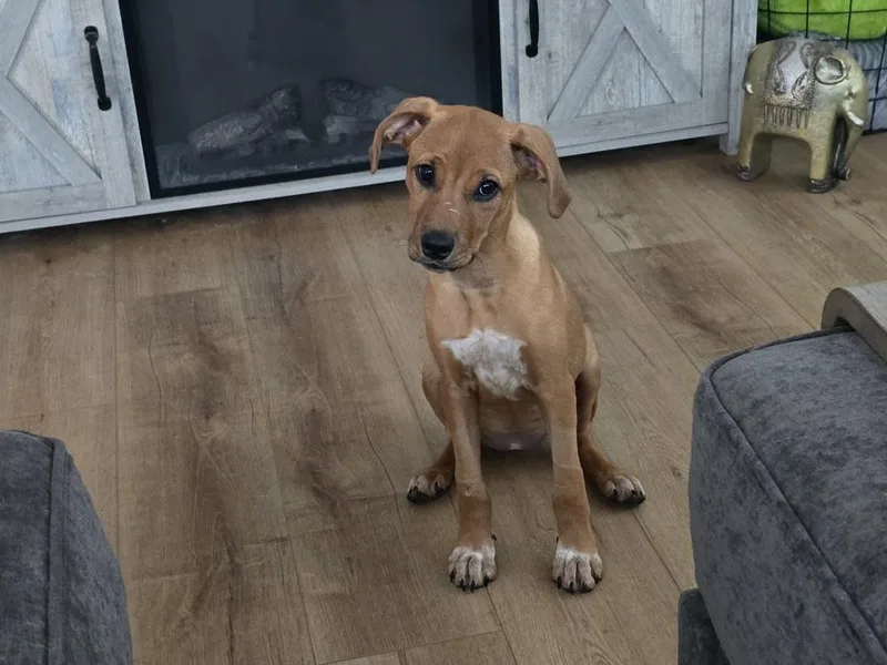 A baby medium-sized female Mixed Breed dog named Wanda for adoption in Orlando, FL