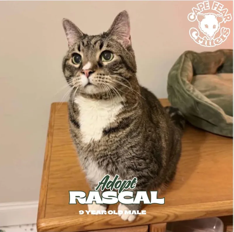A senior extra large-sized male Tabby (Buff / Tan / Fawn) Domestic Short Hair cat named Rascal for adoption in Wilmington, NC