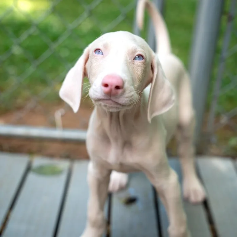 A baby medium-sized male White / Cream Doberman Pinscher dog named Apollo for adoption in Gainesville, GA