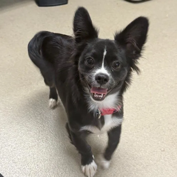 A young medium-sized male Black Chihuahua dog named CT Jake for adoption in Eastford, CT