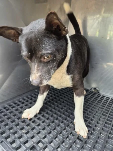 An adult small-sized male Terrier dog named Pen C for adoption in Lawrenceville, GA