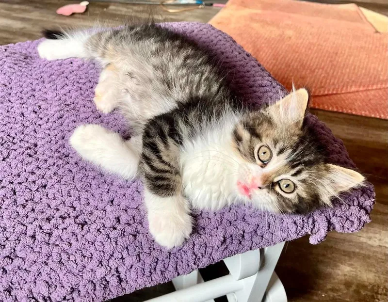 A baby small-sized male Domestic Medium Hair cat named Gus for adoption in Urbandale, IA