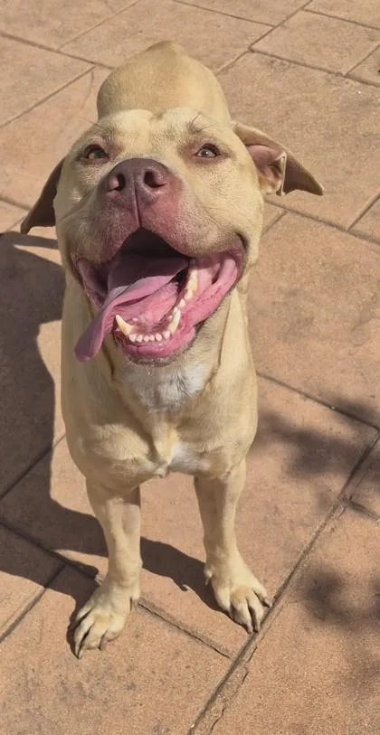 An adult large-sized male Pit Bull Terrier dog named Rocko for adoption in Shreveport, LA