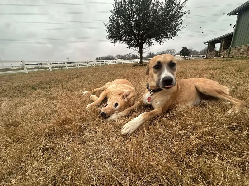A young medium-sized male Black Mouth Cur dog named Flip for adoption in Seguin, TX