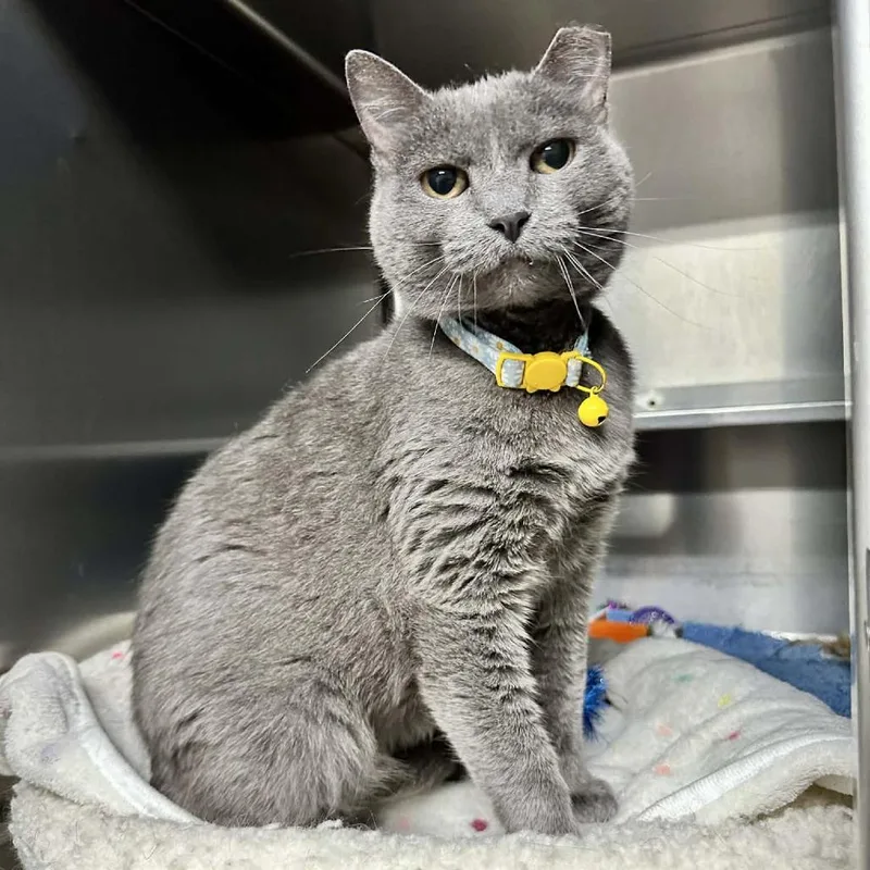 An adult medium-sized female Gray / Blue / Silver Domestic Short Hair cat named Storm Cloud Lr for adoption in Union, MO